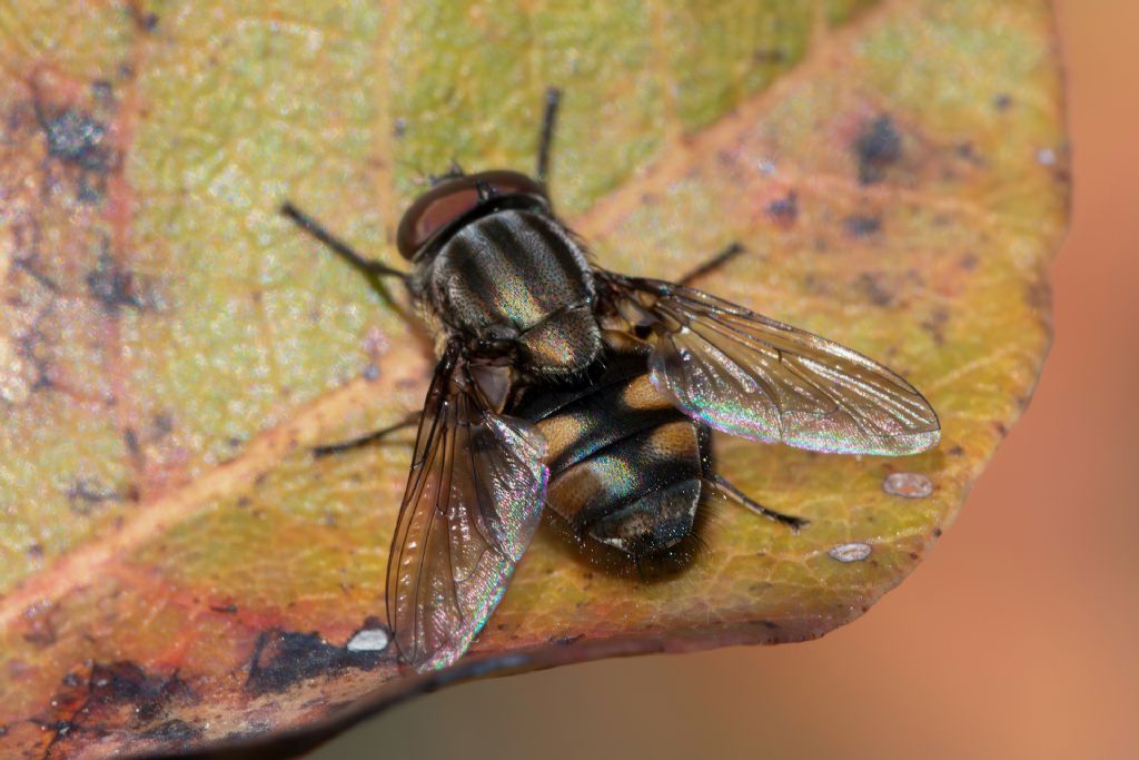 Calliphoridae - Maschio di Stomorhina lunata